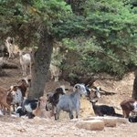 Ziegenherde im Parnass-Gebirge im Hinterland von Delphi